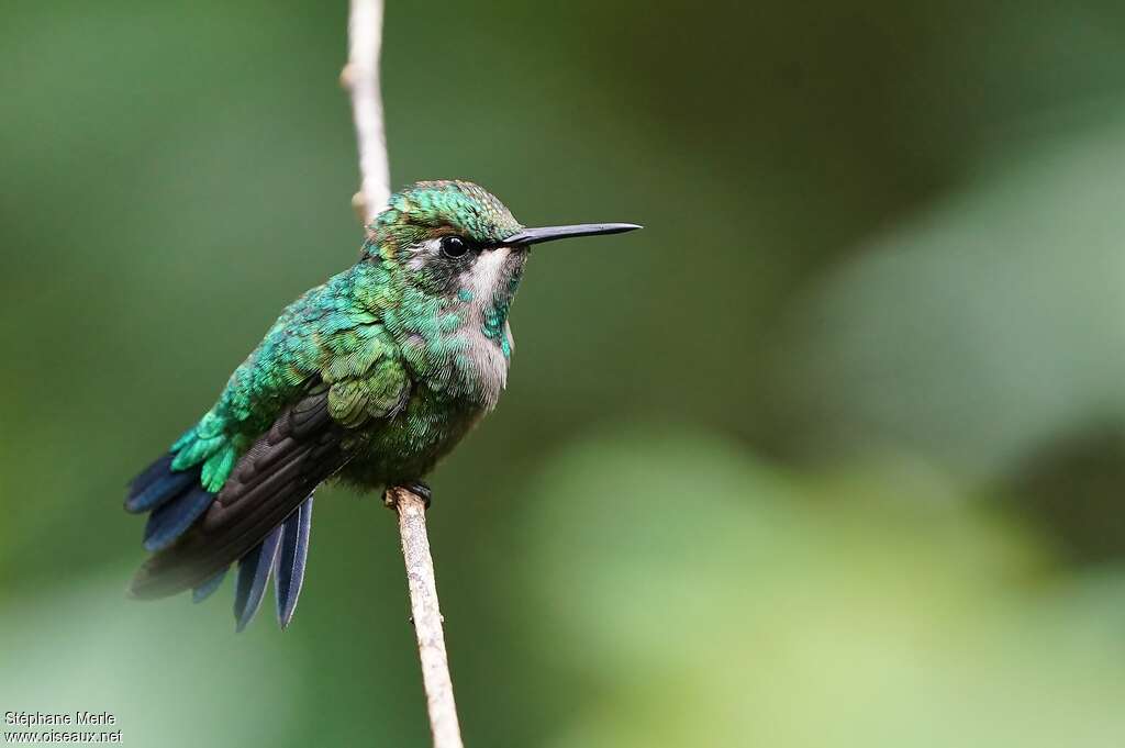 Western Emerald female adult, identification