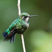 Western Emerald