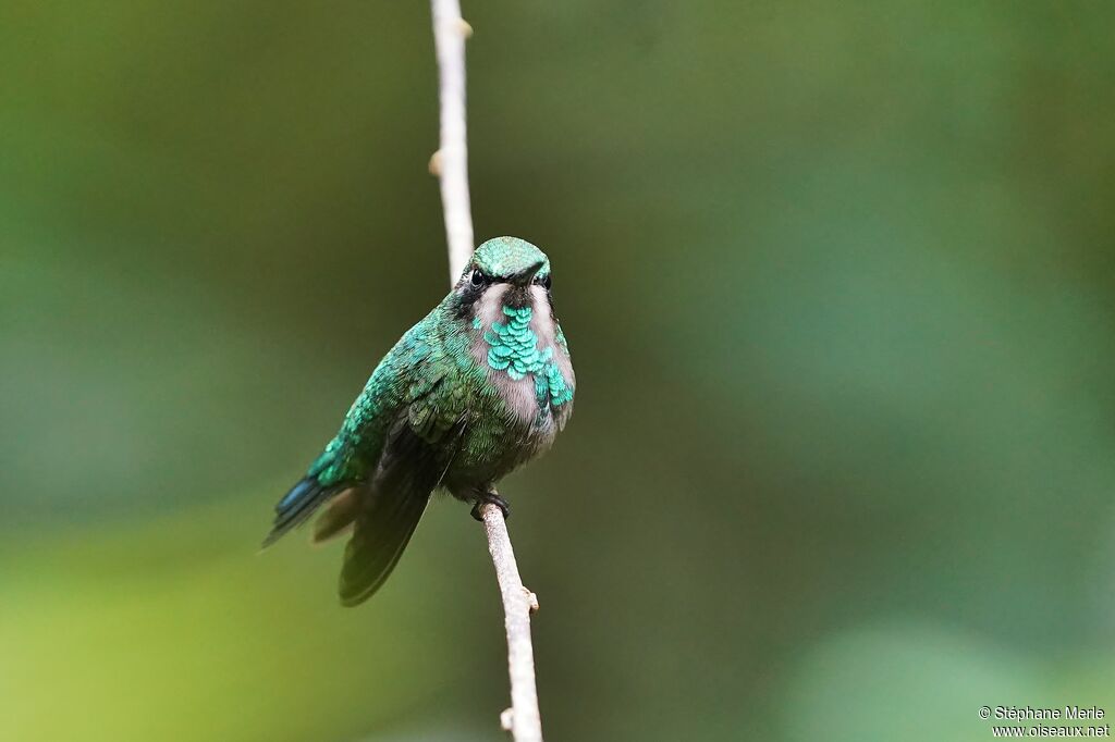 Western Emerald