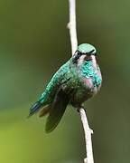 Western Emerald