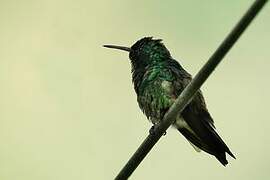 Blue-tailed Emerald