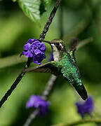 Blue-tailed Emerald