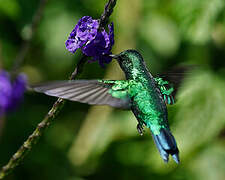 Blue-tailed Emerald