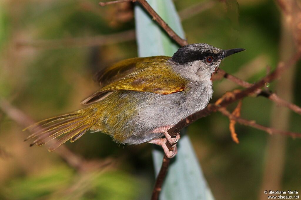 Grey-capped Warbleradult