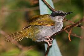 Grey-capped Warbler