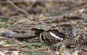 Long-tailed Nightjar