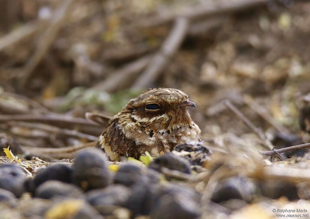 Long-tailed Nightjar