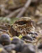 Long-tailed Nightjar