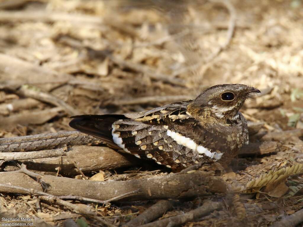 Long-tailed Nightjar