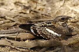 Long-tailed Nightjar