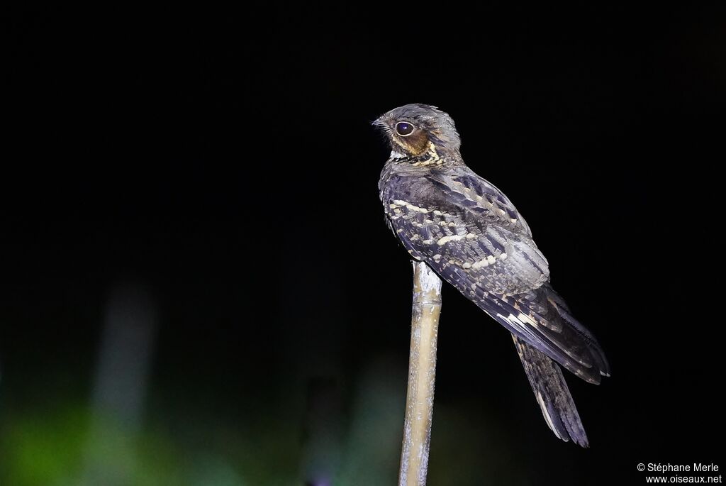 Large-tailed Nightjaradult