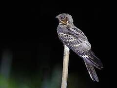 Large-tailed Nightjar