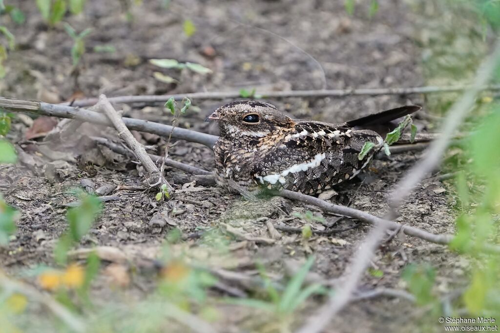 Slender-tailed Nightjar