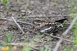 Slender-tailed Nightjar