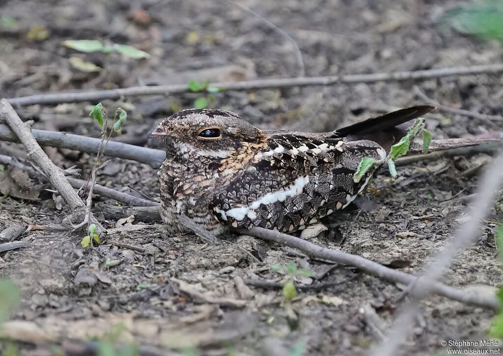 Slender-tailed Nightjar