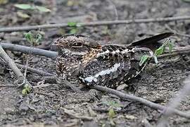 Slender-tailed Nightjar