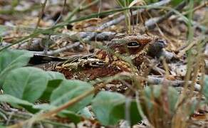 Donaldson Smith's Nightjar