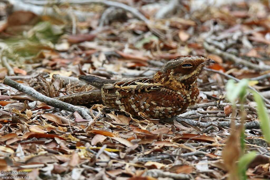 Donaldson Smith's Nightjar