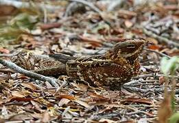 Donaldson Smith's Nightjar