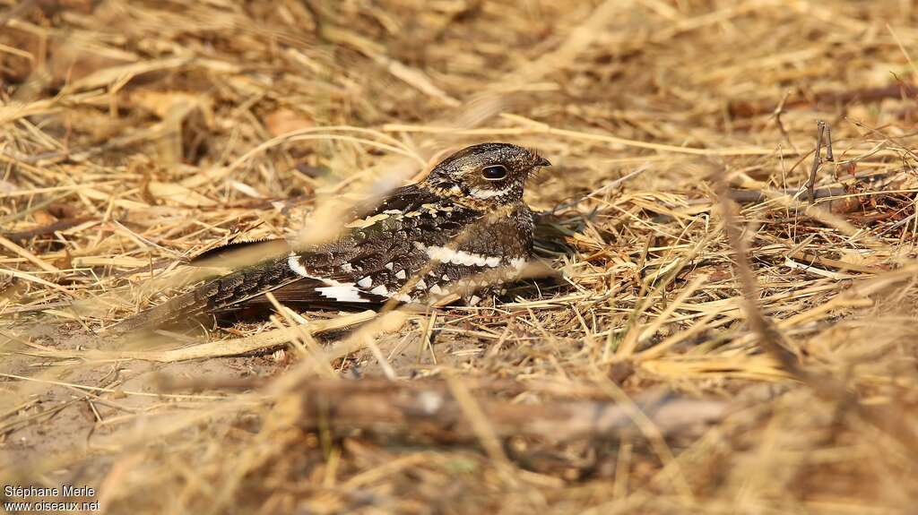 Square-tailed Nightjar male adult, pigmentation