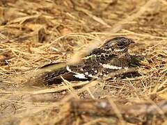 Square-tailed Nightjar