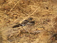 Square-tailed Nightjar