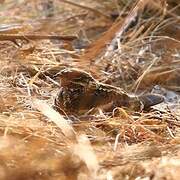 Square-tailed Nightjar