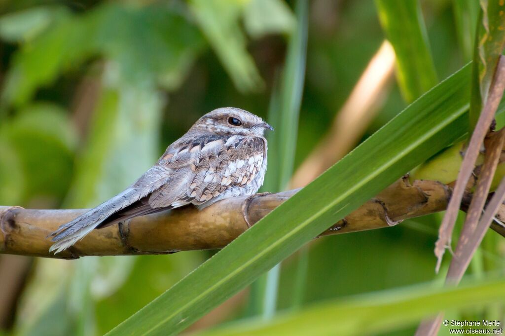 Ladder-tailed Nightjaradult