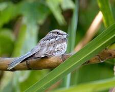 Ladder-tailed Nightjar