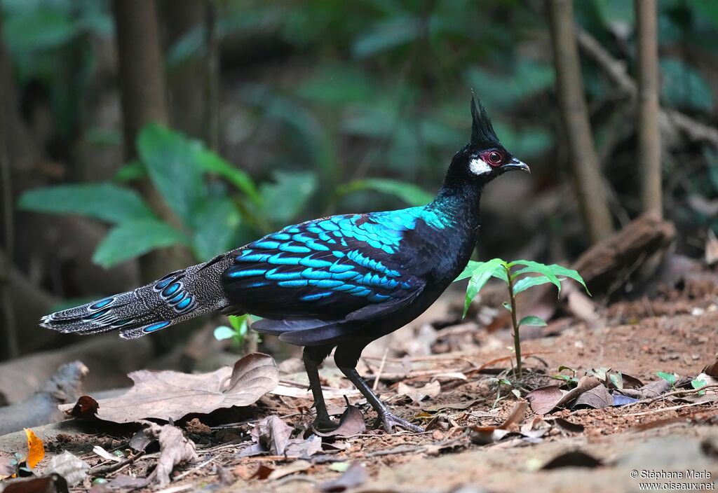 Éperonnier napoléon