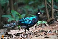 Éperonnier napoléon