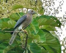 Shikra