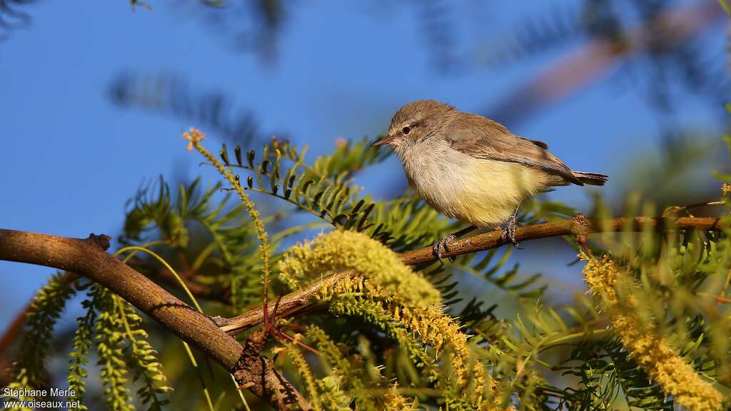 Yellow-bellied Eremomelaadult