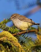 Yellow-bellied Eremomela