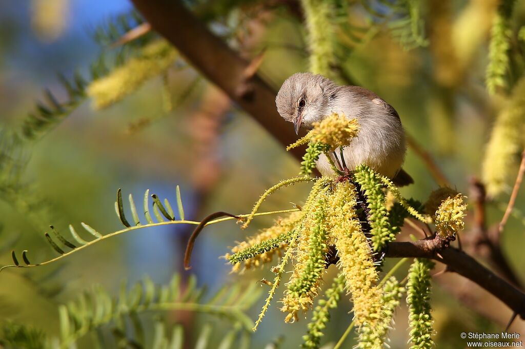 Yellow-bellied Eremomela