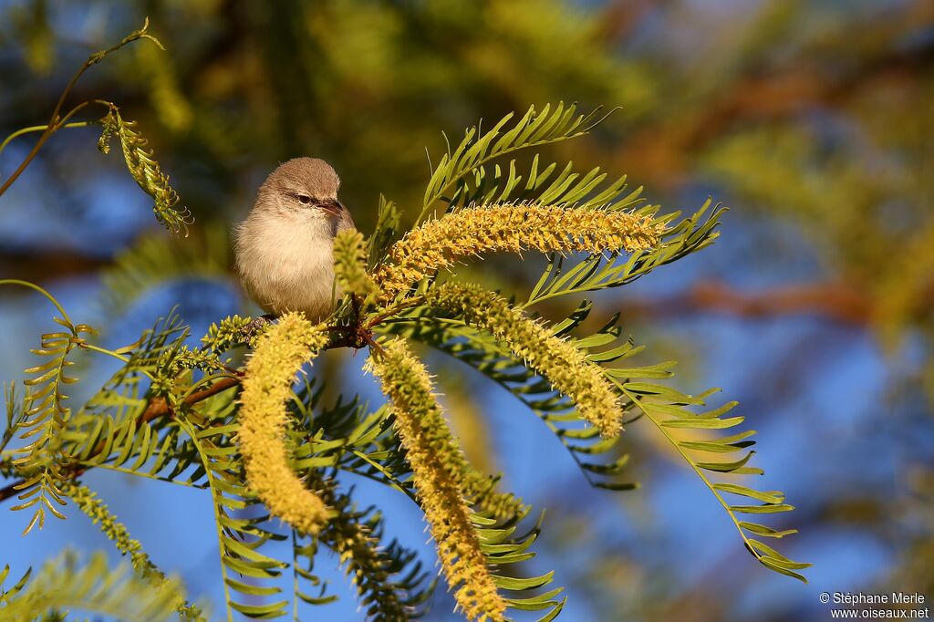 Yellow-bellied Eremomela