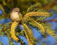 Yellow-bellied Eremomela