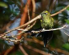 Golden-breasted Puffleg