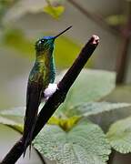 Sapphire-vented Puffleg