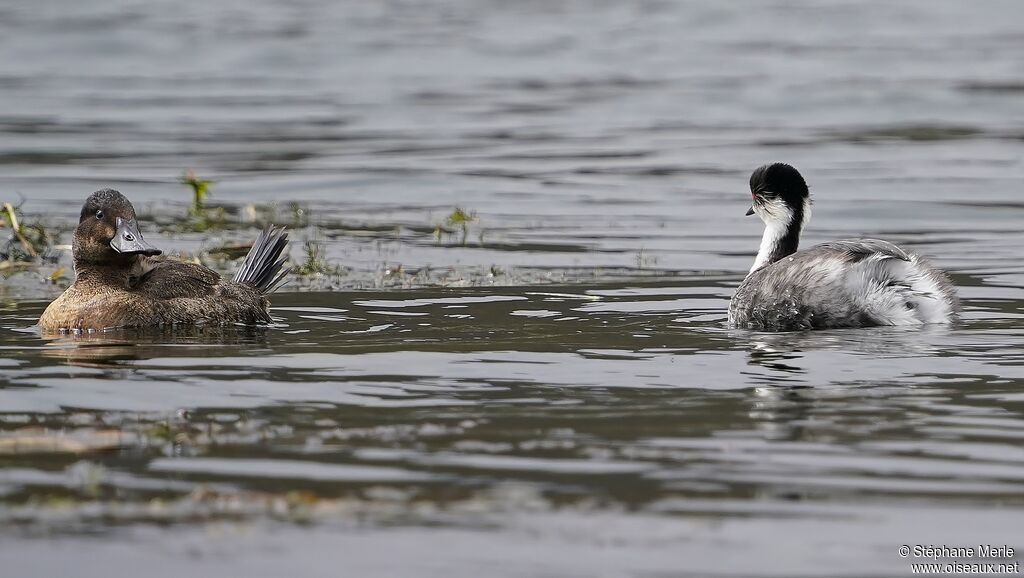 Andean Duck female adult