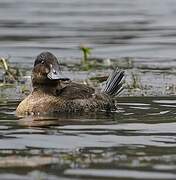 Andean Duck