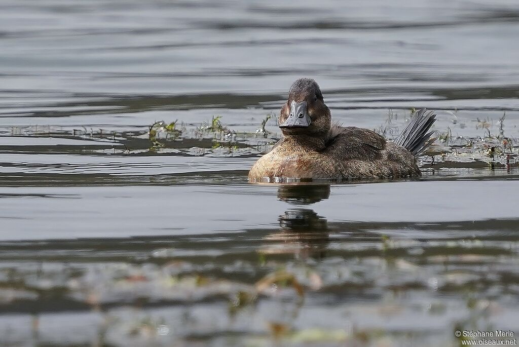 Andean Duck female