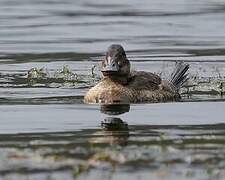 Andean Duck