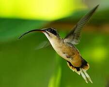 Tawny-bellied Hermit