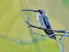 Pale-bellied Hermit