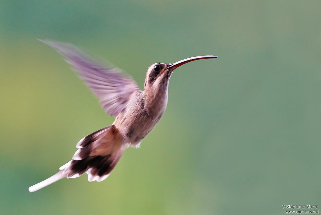 Pale-bellied Hermitadult