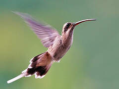 Pale-bellied Hermit