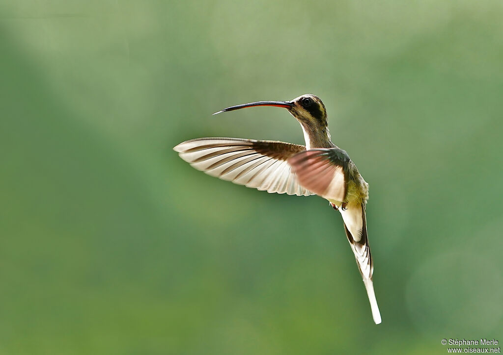 Pale-bellied Hermitadult