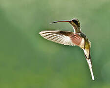 Pale-bellied Hermit