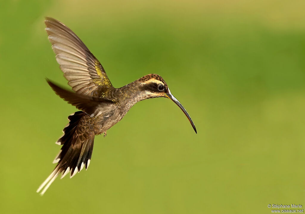 Scale-throated Hermitadult